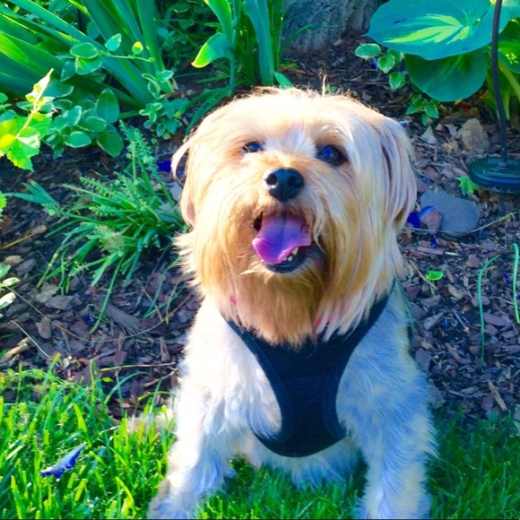 Caroline & Daisy 💕🐶 💕 - Picture 4 of 8